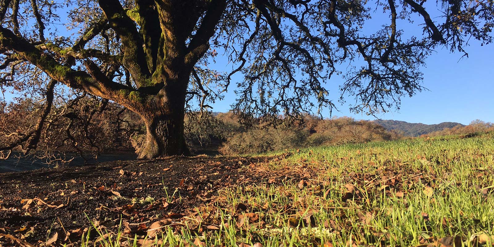 Fire recovery at Sonoma Valley Regional Park