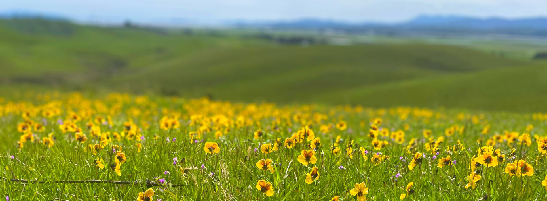 Golden flowers bloom in green field at Tolay Lake Regional Park