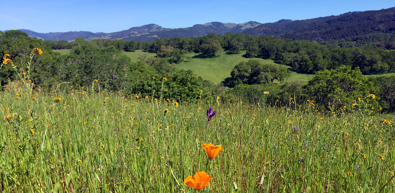 Wildflowers at Sonoma Valley Regional Park