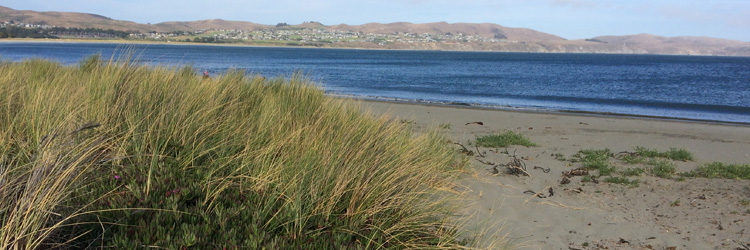 Doran Beach invasive dune plant 750