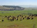 Tolay Creek cattle grazing