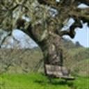 Bench under tree at Crane Creek Park 75