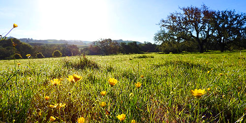 Wildflowers at Crane Creek Regional Park