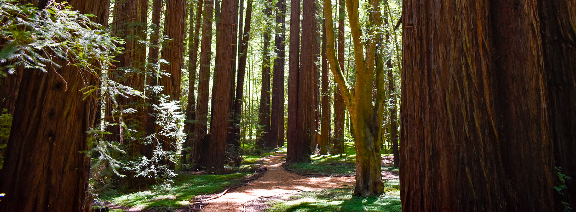 Monte Rio Redwoods Regional Park and Open Space Preserve