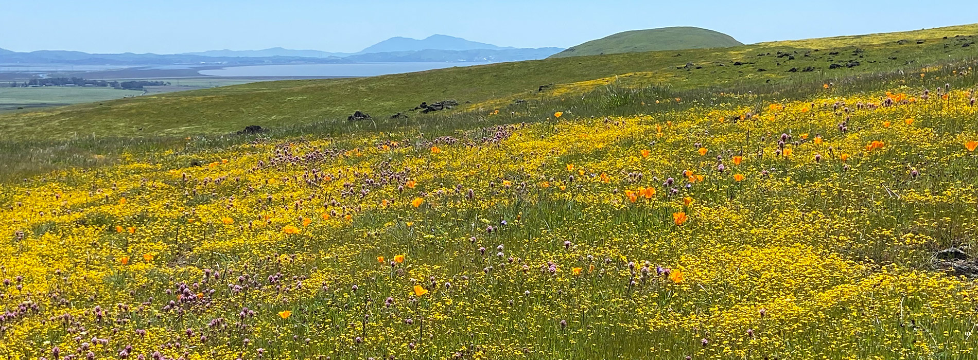 Spring wildflowers at Tolay Lake Regional Park