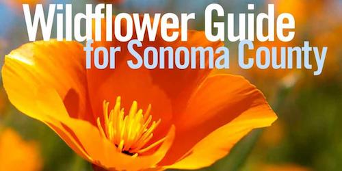 Wildflower guide for Sonoma County
