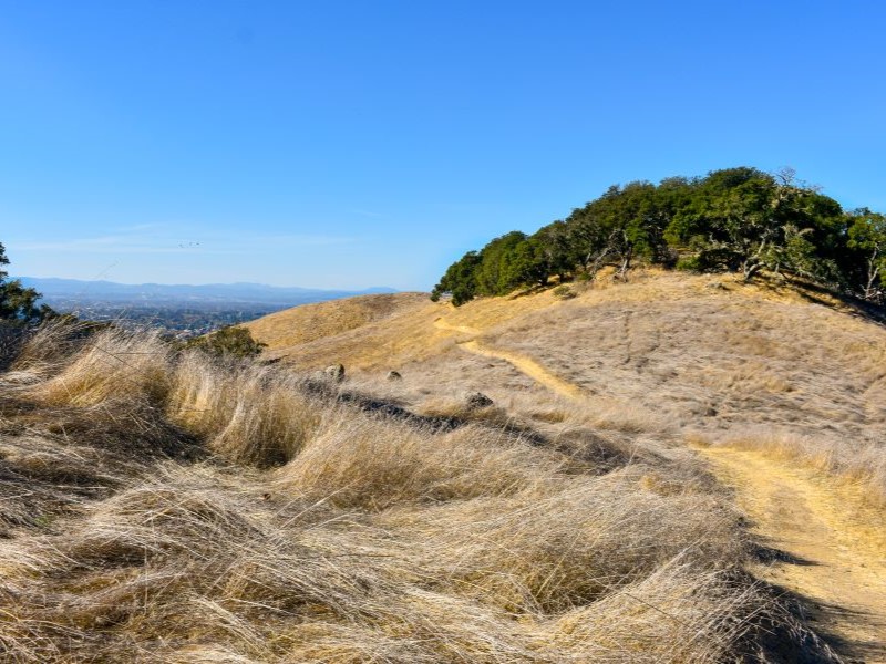 Dirt path curving along grassy ridgeline with oak trees at Taylor Mountain Regional Park under a bright blue sky