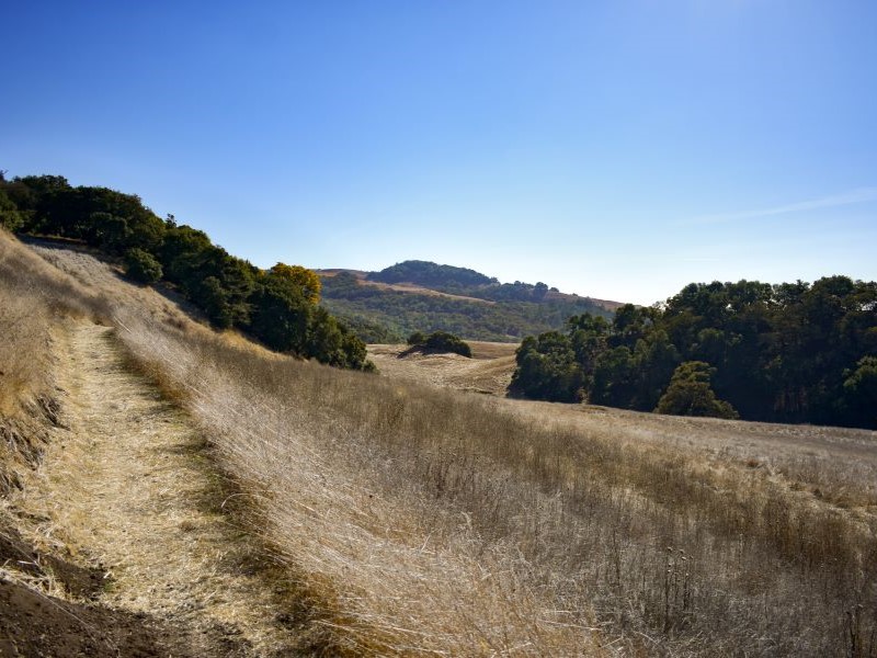Dirt path through grassy meadow at Taylor Mountain Regional Park with oak trees along distant ridgelines under a bright blue sky