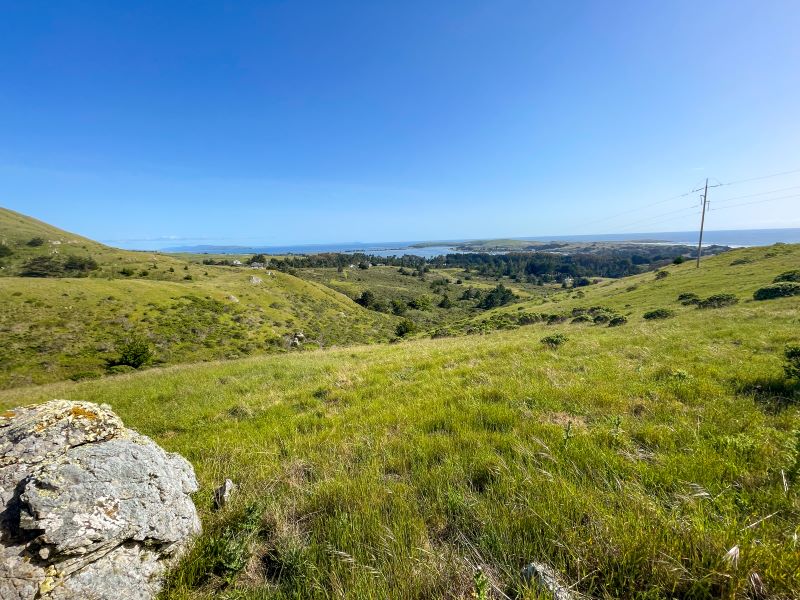 View of Bodega Bay and Bodega Head from Coleman Hill