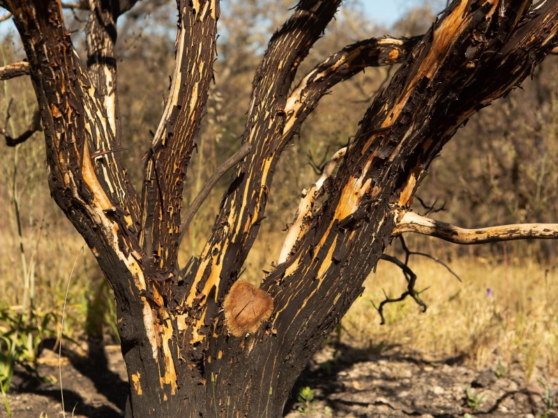 burnt tree