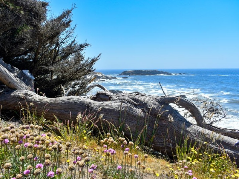 Purple wildflowers bloom next to downed log with view of ocean in background