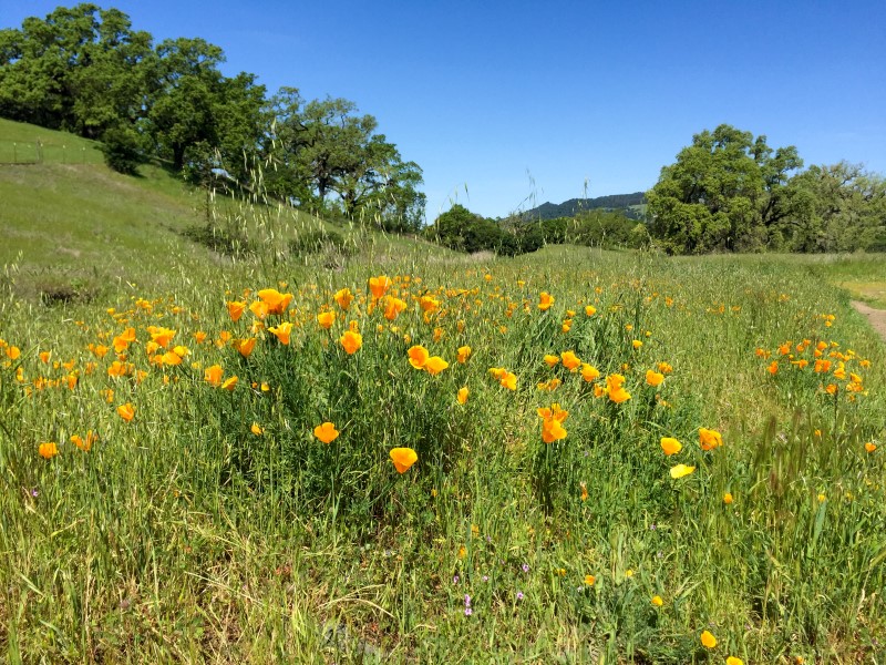 Poppies at Crane creek
