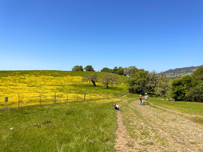 People hiking with a field of yellow wildflowers in view