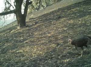 Field After Fire Sonoma Valley Regional Park