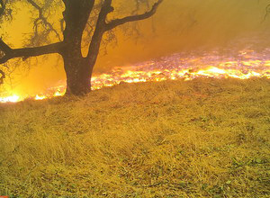 Field on Fire Sonoma Valley Regional Park