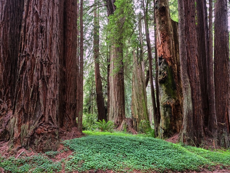 Image of redwoods at Gualala Point Regional Park