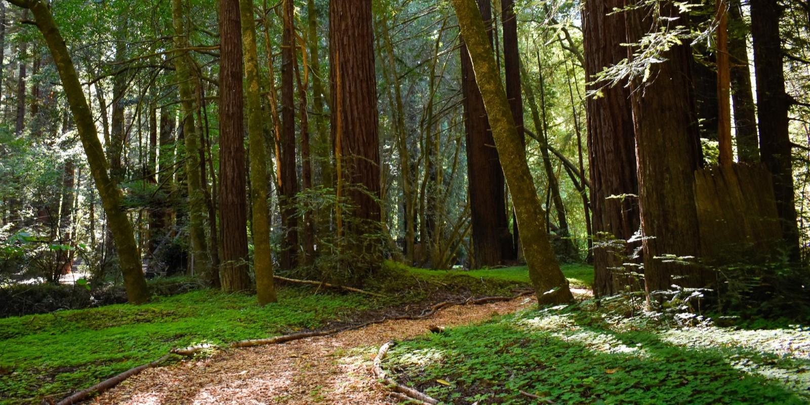 Image of path between redwoods