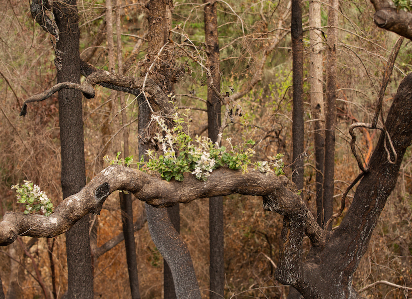 Oak tree regenerating green growth after a fire