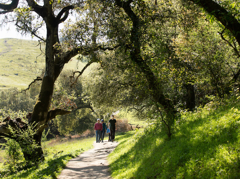 Hikers walk through oaks at Taylor Mountain Regiona Park