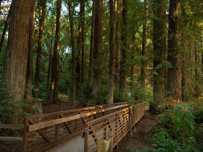 Bridge between redwoods at Riverfront Regional Park
