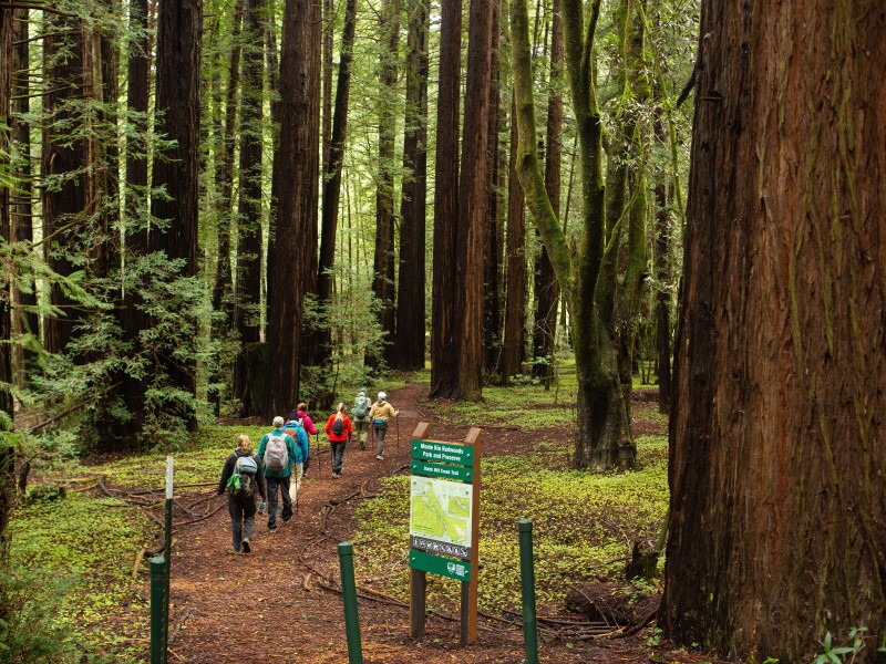 Visitors walking through redwoods at Monte Rio Regional Park and Preserve