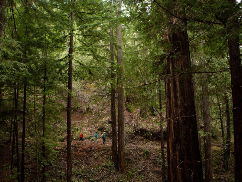 Hikers under the redwoods at Monte Rio Redwoods