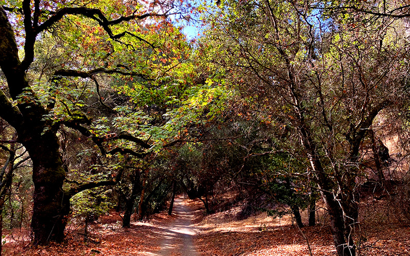 Big Leaf Trail at Shiloh Ranch Regional Park