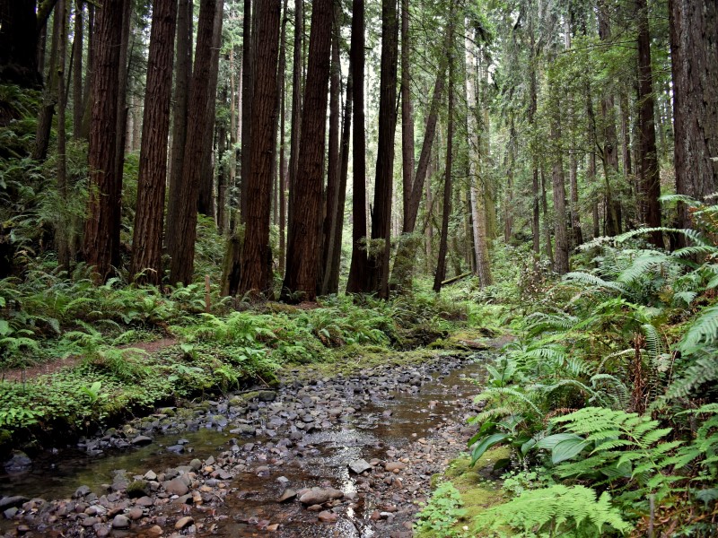 Image of Stockoff Creek with ferns and redwoods