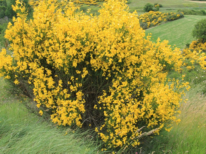 French broom in forest