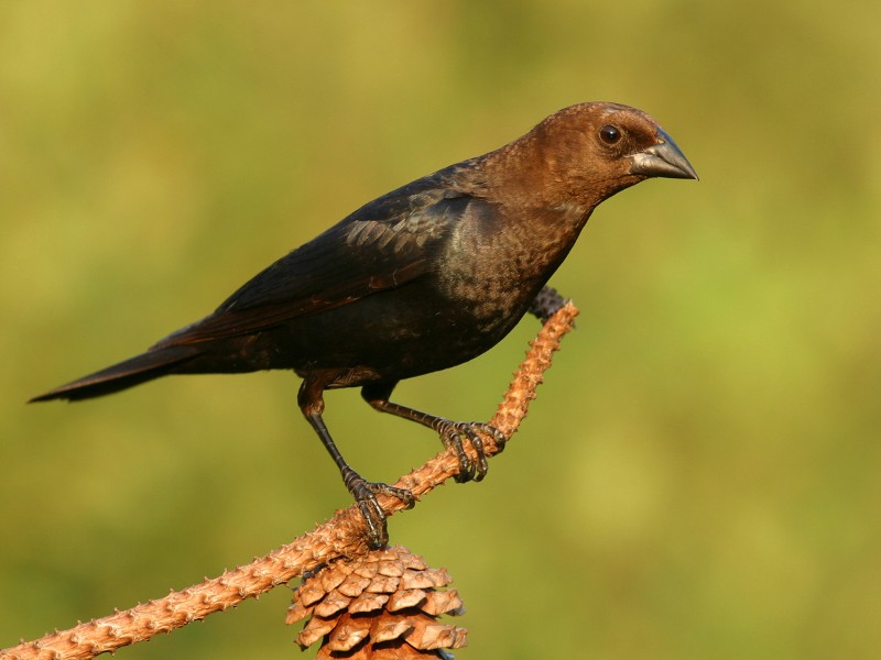 Brown-headed cowbird