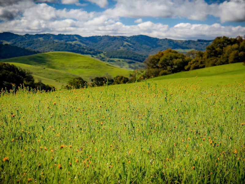 Where to see wildflowers in Sonoma County 2023