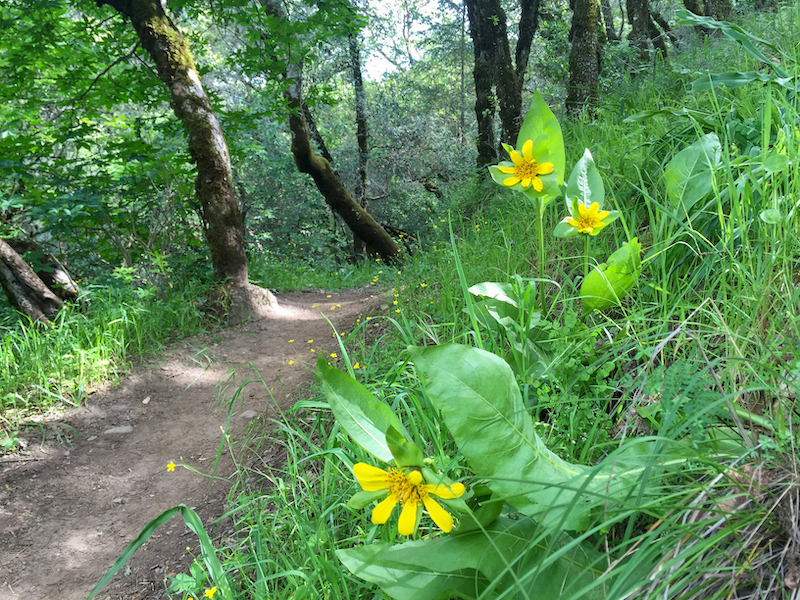 Shiloh Ranch Regional Park yellow wildflowers