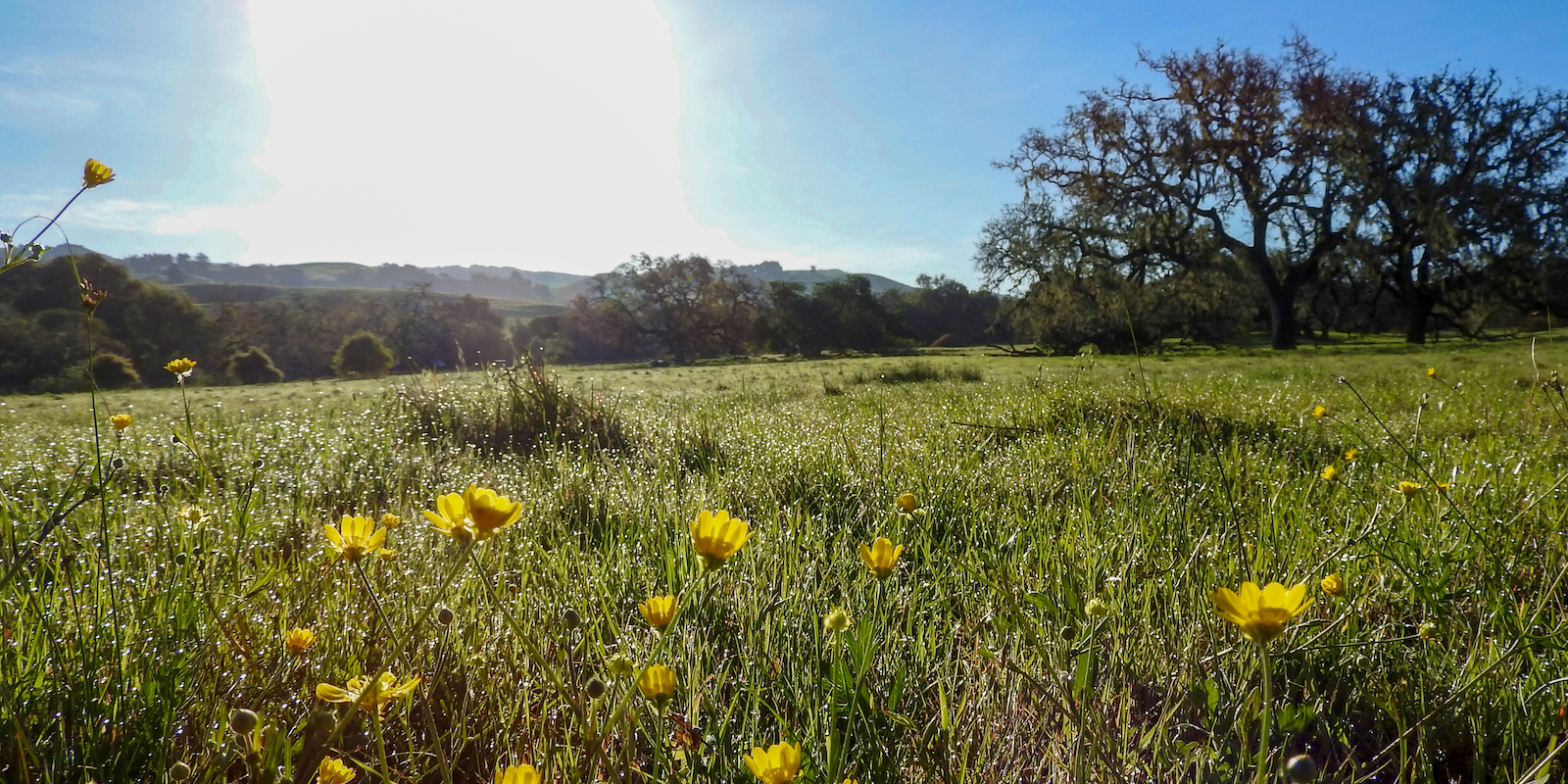 Wildflowers at Crane Creek Regional Park