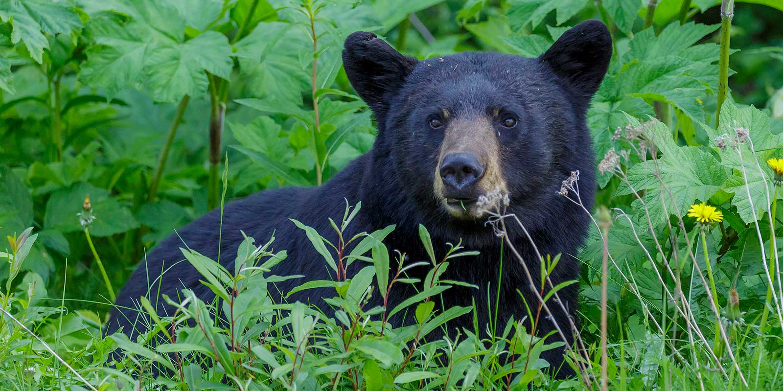 Black Bear - photo credit: Thomas Fuhrmann https://commons.wikimedia.org/wiki/File:American_black_bear_%28Ursus_americanus%29_-_Jasper_National_Park_08.jpg