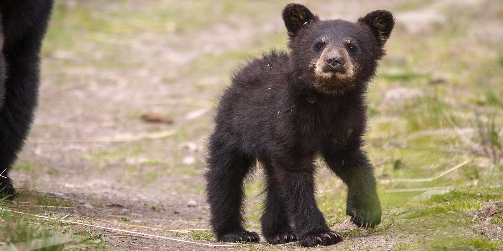 Black bear cub - photo credit: Dwayne Reilander https://commons.wikimedia.org/wiki/File:Jasper-Bear-Hunt-64.jpg