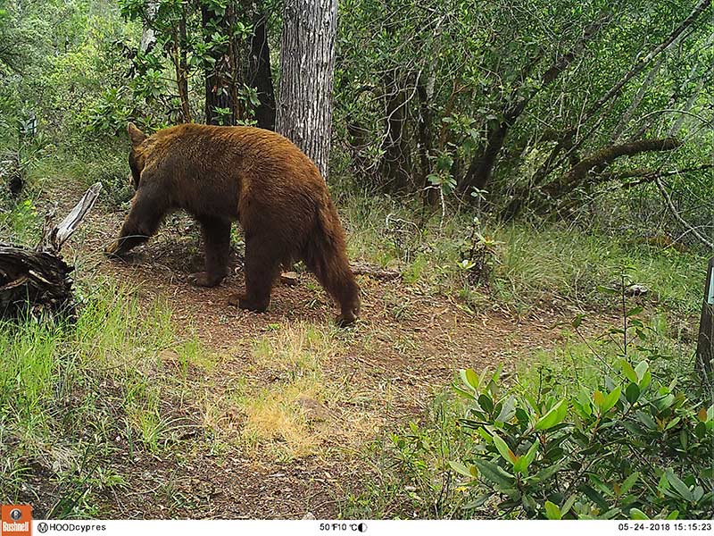 Black Bear in a Sonoma County Regional park