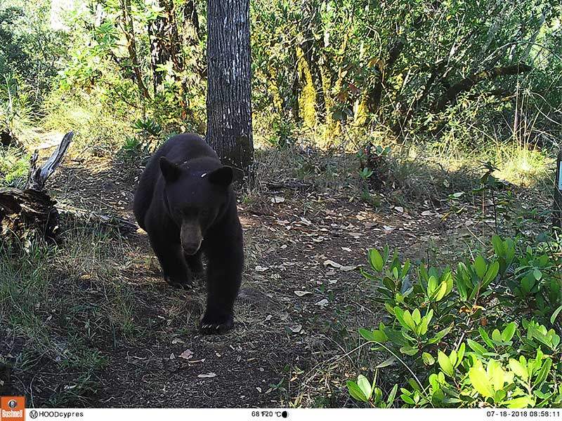 Black bear caught on a trail camera in a Sonoma County Regional Park