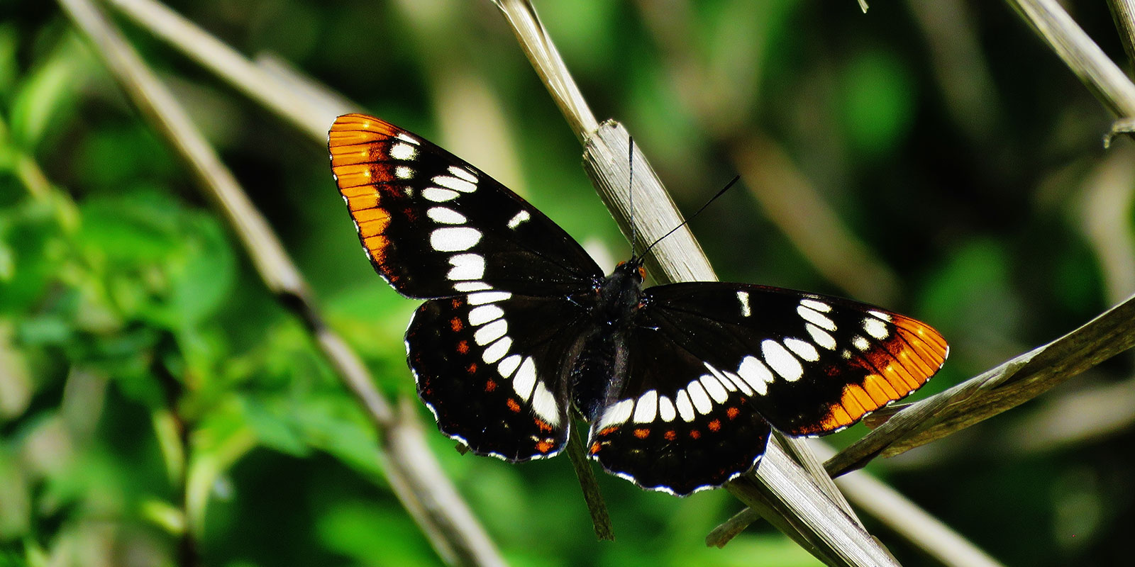 Butterfly on the Laguna de Santa Rosa trail