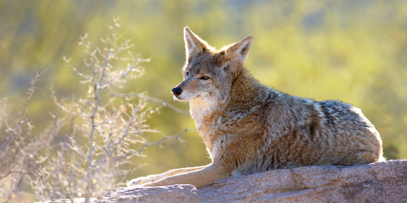 Coyote sitting on a rock