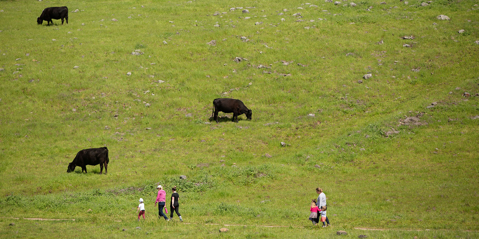Cows grazing alongside hikers at Crane Creek Regional Park