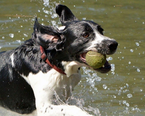 Dog at Spring Lake Water Bark