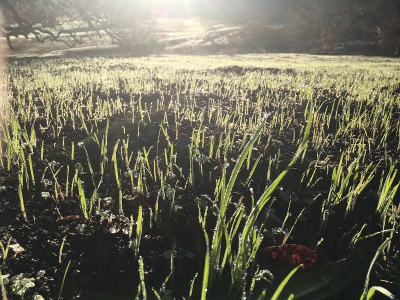 Sonoma Valley Fire Regrowth