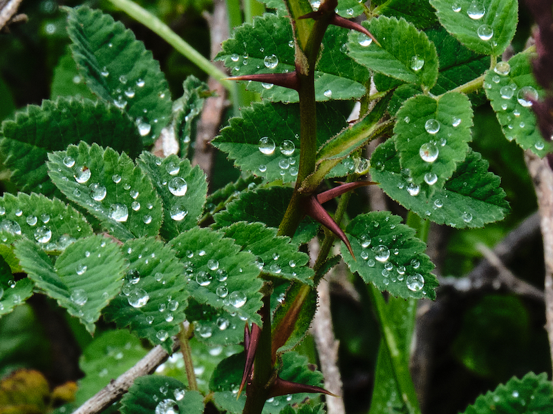 Dew drops clustered on green leaves