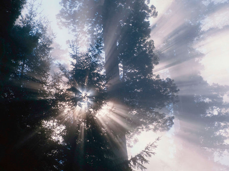 sunlight shines through fog and redwood tree branches
