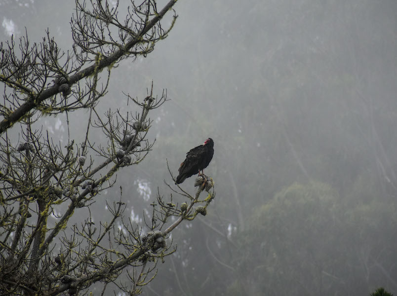 vulture huddled on a branch in the fog