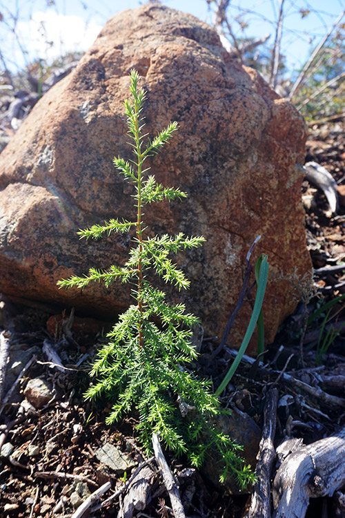 Sargent Cypress seedling