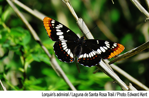 Lorquin's admiral butterfly at the Laguna de Santa Rosa Trail Photo by Edward Kent
