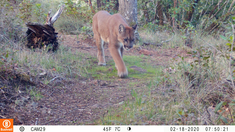 Mountain Lion captured by a trail camera at Hood Mountain