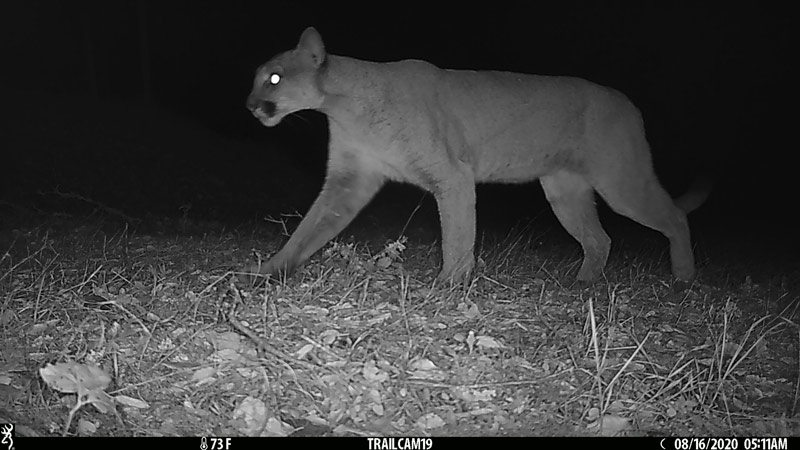 Mountain Lion captured by a trail camera at Hood Mountain at night