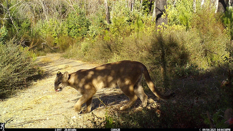 Mountain Lion captured by a trail camera at Mark West